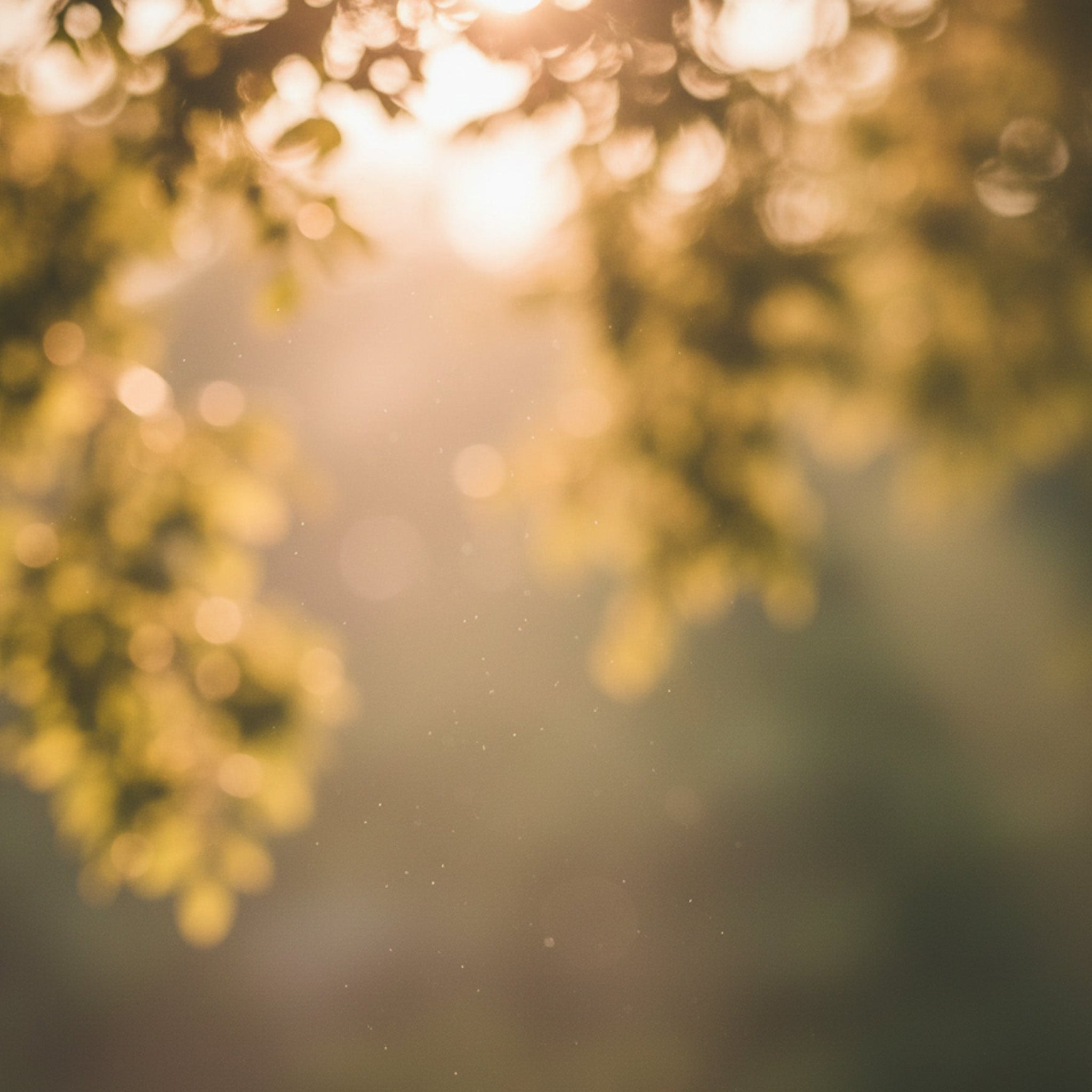 Sunlight filtering through green leaves with a blurred background